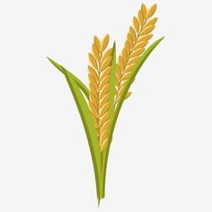 two stalks of wheat are shown in this cartoon style, with green stems sticking out from the top