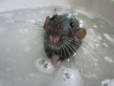 a rat in a bathtub with water droplets around it