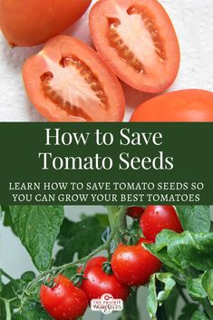 tomatoes on the vine with text overlay how to save tomato seeds learn how to save tomato seeds so you can grow your best tomatoes