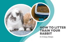 a rabbit sitting next to a litter box with the words how to litter train your rabbit in 3 easy steps