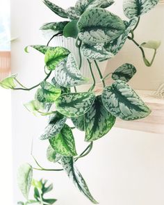 a green and white plant hanging from the side of a wall next to a window