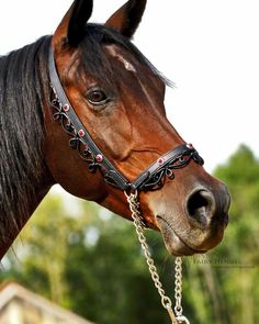 a brown horse wearing a black bridle and a chain around it's neck