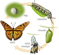 an image of the life cycle of a butterfly and other animals with caption below