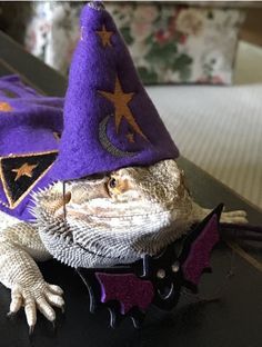 a close up of a stuffed animal wearing a purple hat with stars and bats on it