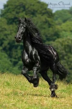 a black horse is running in the grass