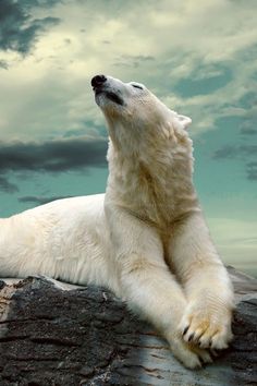 a polar bear laying on top of a rock under a cloudy sky with its eyes closed