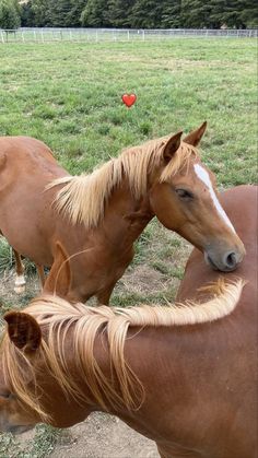 two brown horses standing next to each other on a lush green field