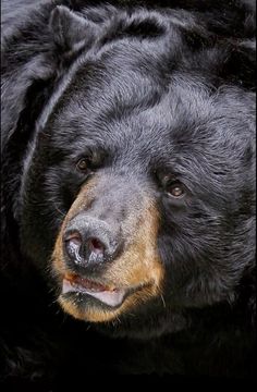 a large black bear laying on top of a lush green field