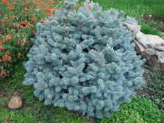 a small blue tree sitting in the middle of a garden next to some rocks and flowers