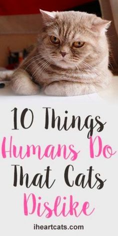 a cat sitting on top of a white sign with the words 10 things humans do that cats