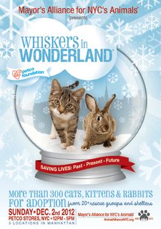 an advertisement for the whiskers in wonderland show with two cats inside a snow globe