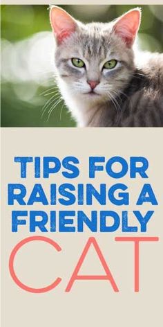 a book cover with a cat and the words tips for raising a friendly cat on it