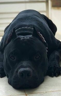 a large black dog laying on top of a tile floor