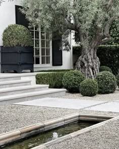 an olive tree in front of a house with steps leading up to it and a water feature