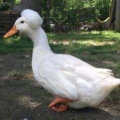 a white duck standing on top of a patch of dirt next to a forest filled with trees