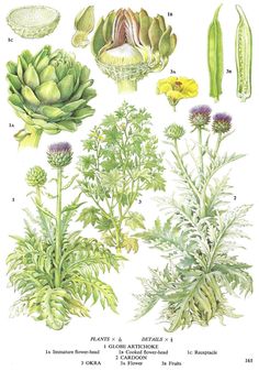 an illustration of various plants and flowers from the 19th century, including asparagus