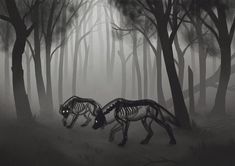 two zebras are walking through the woods in front of some tall trees and fog