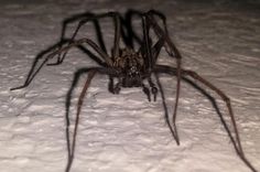 a large spider sitting on top of snow covered ground