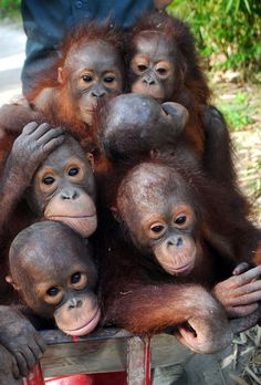 a group of monkeys sitting next to each other