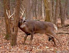 a deer standing next to a tree in the woods