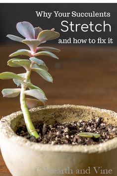 a small potted plant sitting on top of a wooden table with the words why your succulents stretch and how to fix it