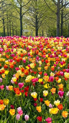 many different colored tulips in the middle of a field with trees behind them