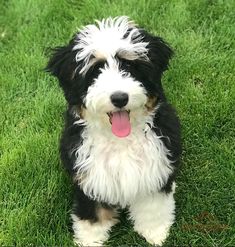 a black and white dog sitting in the grass with its tongue hanging out looking at the camera