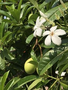 some white flowers and green leaves on a tree