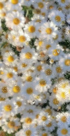 white and yellow flowers with drops of water on the petals are seen in this image