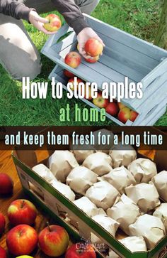 an image of apples being picked at home and keep them fresh for a long time