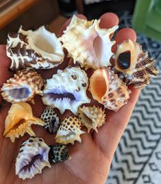 there are many shells in the palm of someone's hand that is holding them