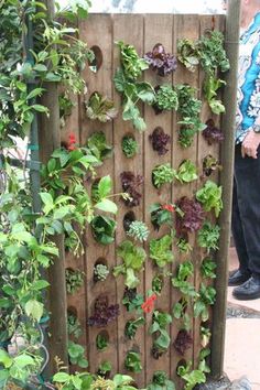 an outdoor garden with lots of plants growing on the fence and people looking at it