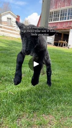 a black dog running across a lush green field