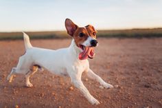 a small white and brown dog standing on top of a dirt field with its tongue hanging out