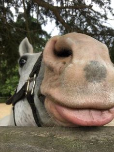 a close up of a horse's face with its mouth hanging over a fence