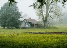 an old run down house in the middle of a foggy field with two chickens