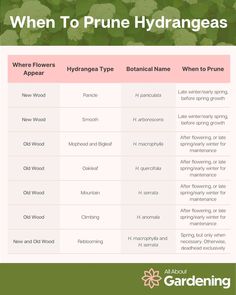 an info sheet with the words when to prune hydrangeas and where to use it