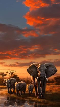 three elephants are standing near the water at sunset