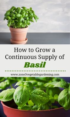 basil growing in a pot with text overlay how to grow a continuous supply of basil