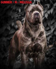 a large brown dog standing next to a pile of leaves