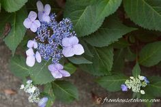 purple flowers are growing on the green leaves