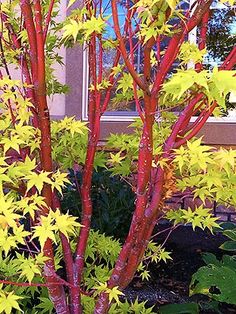 a red bush with yellow leaves in front of a house