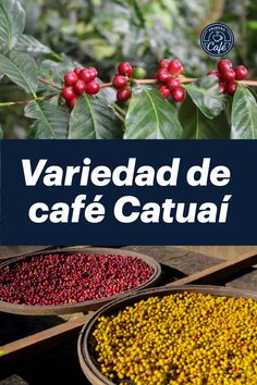 various types of coffee beans in bowls with the words variedad de cafe catuai