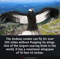 an eagle is sitting on top of a mountain with its wings spread out and it's feet in the air