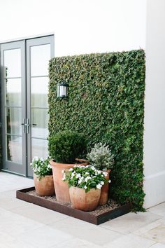 two large potted plants sitting in front of a building