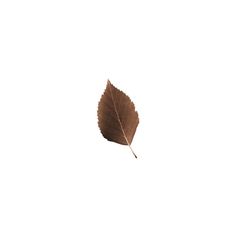 a single leaf floating in the air on a white background