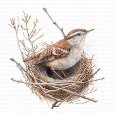 a bird sitting on top of a nest filled with twigs