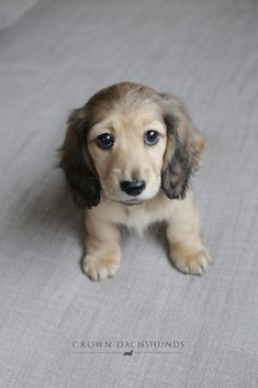 a small brown and black dog sitting on top of a gray bedding covered floor