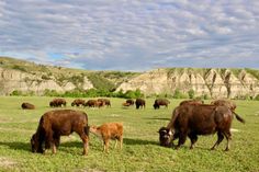 a herd of cattle grazing on a lush green field next to a rocky cliff face