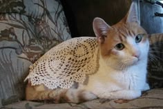 an orange and white cat sitting on top of a couch next to a lace covered pillow